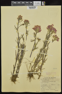 Castilleja coccinea image