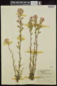 Castilleja coccinea image