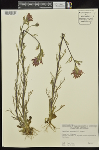 Castilleja coccinea image