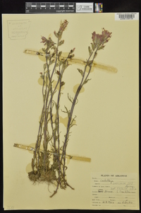 Castilleja coccinea image