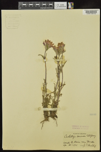 Castilleja coccinea image