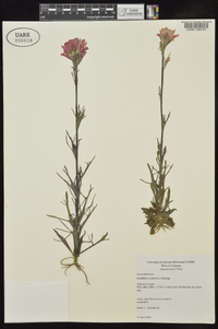 Castilleja coccinea image