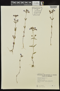 Collinsia violacea image