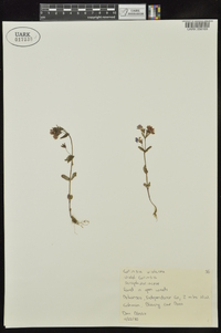 Collinsia violacea image