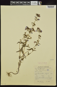 Collinsia violacea image