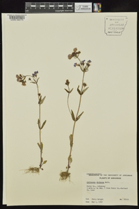 Collinsia violacea image