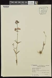 Collinsia violacea image