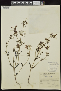 Collinsia violacea image