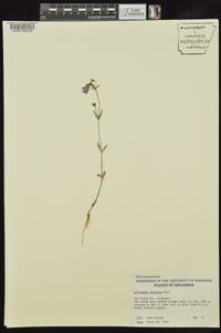 Collinsia violacea image