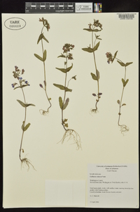 Collinsia violacea image