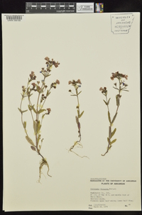 Collinsia violacea image