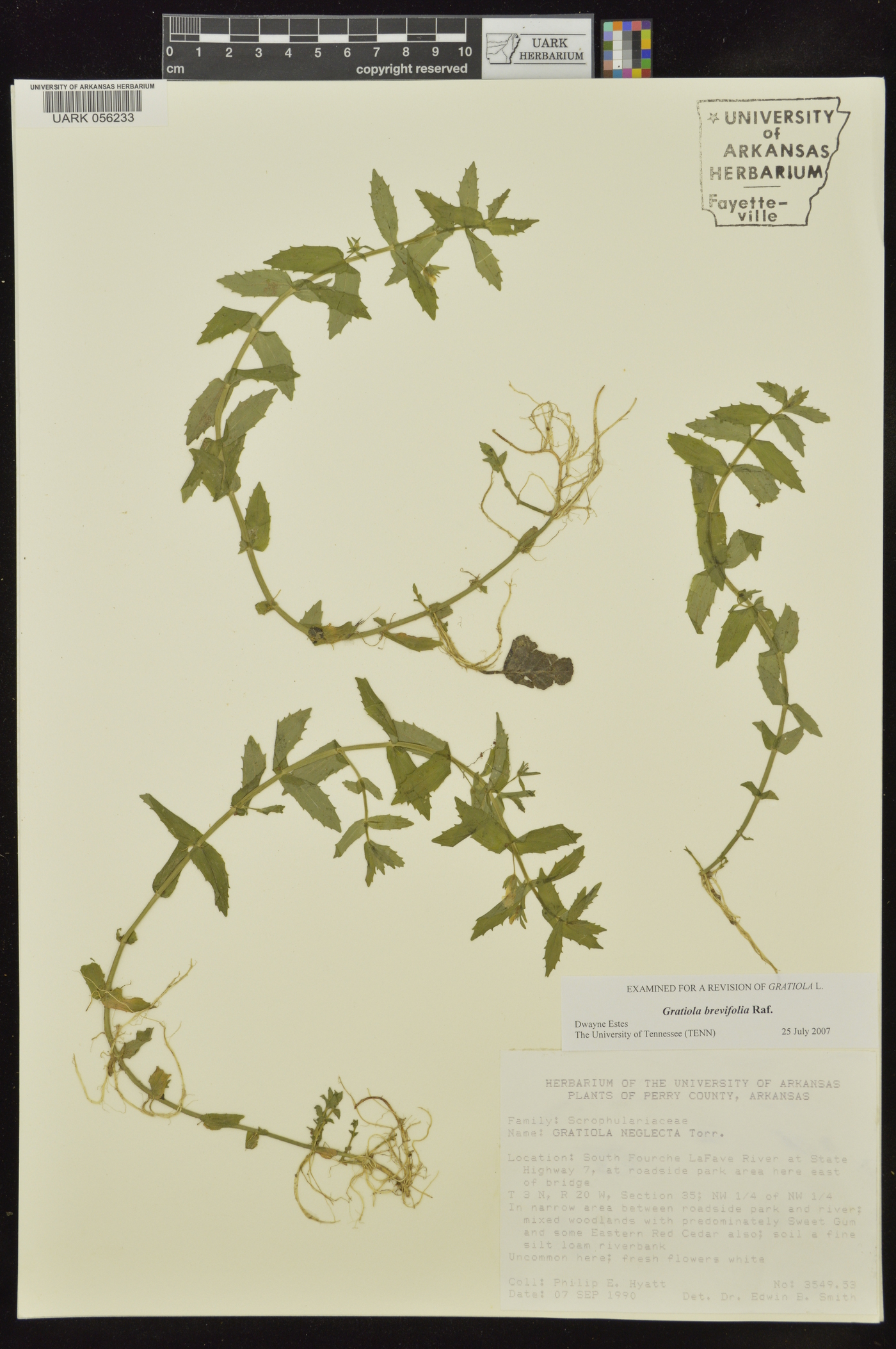 Gratiola brevifolia image