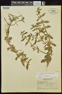 Gratiola virginiana image