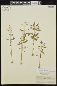 Gratiola neglecta image