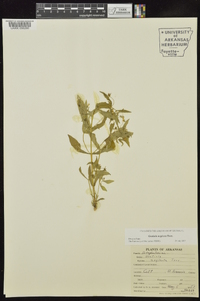 Gratiola neglecta image