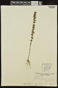 Gratiola pilosa image