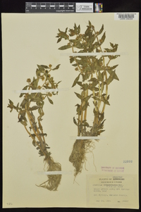 Gratiola virginiana image