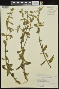 Gratiola virginiana image