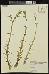 Gratiola virginiana image