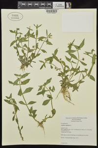 Gratiola virginiana image