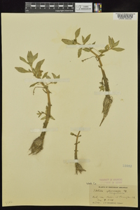 Gratiola virginiana image