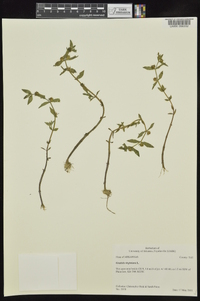 Gratiola virginiana image