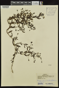 Bacopa acuminata image