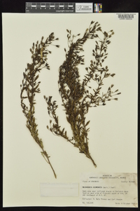 Mecardonia acuminata image