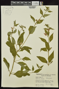 Mimulus alatus image