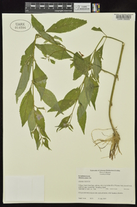 Mimulus alatus image