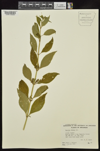 Mimulus alatus image