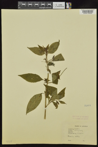 Mimulus alatus image