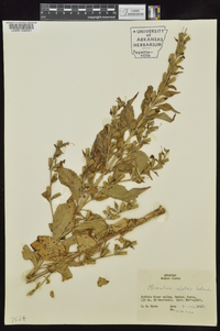 Mimulus alatus image