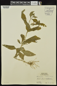 Mimulus alatus image