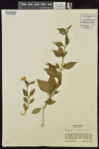 Mimulus alatus image