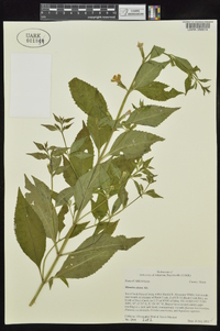 Mimulus alatus image