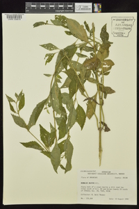 Mimulus alatus image