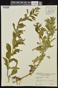 Mimulus ringens var. ringens image