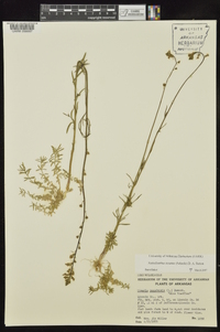 Nuttallanthus texanus image