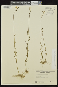 Nuttallanthus texanus image