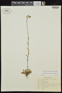 Nuttallanthus texanus image