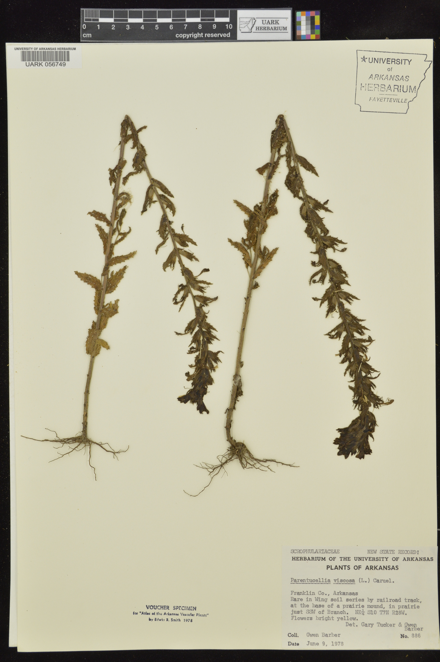 Parentucellia viscosa image