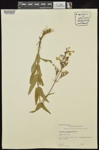 Penstemon arkansanus image