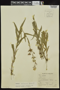 Penstemon arkansanus image
