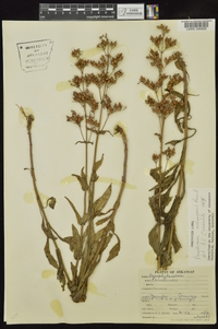 Penstemon arkansanus image