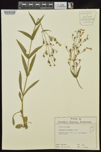 Penstemon arkansanus image