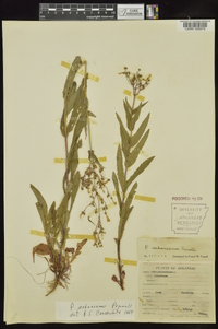 Penstemon arkansanus image