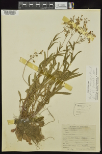 Penstemon arkansanus image