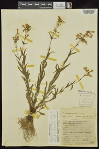 Penstemon arkansanus image