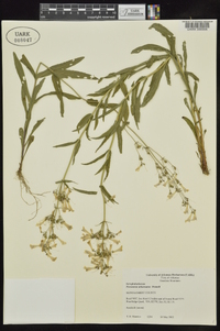 Penstemon arkansanus image